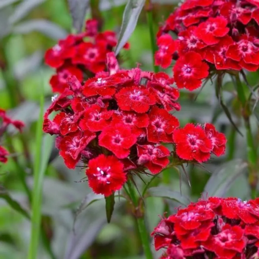 Harjaneilikka 'Scarlet Beauty'