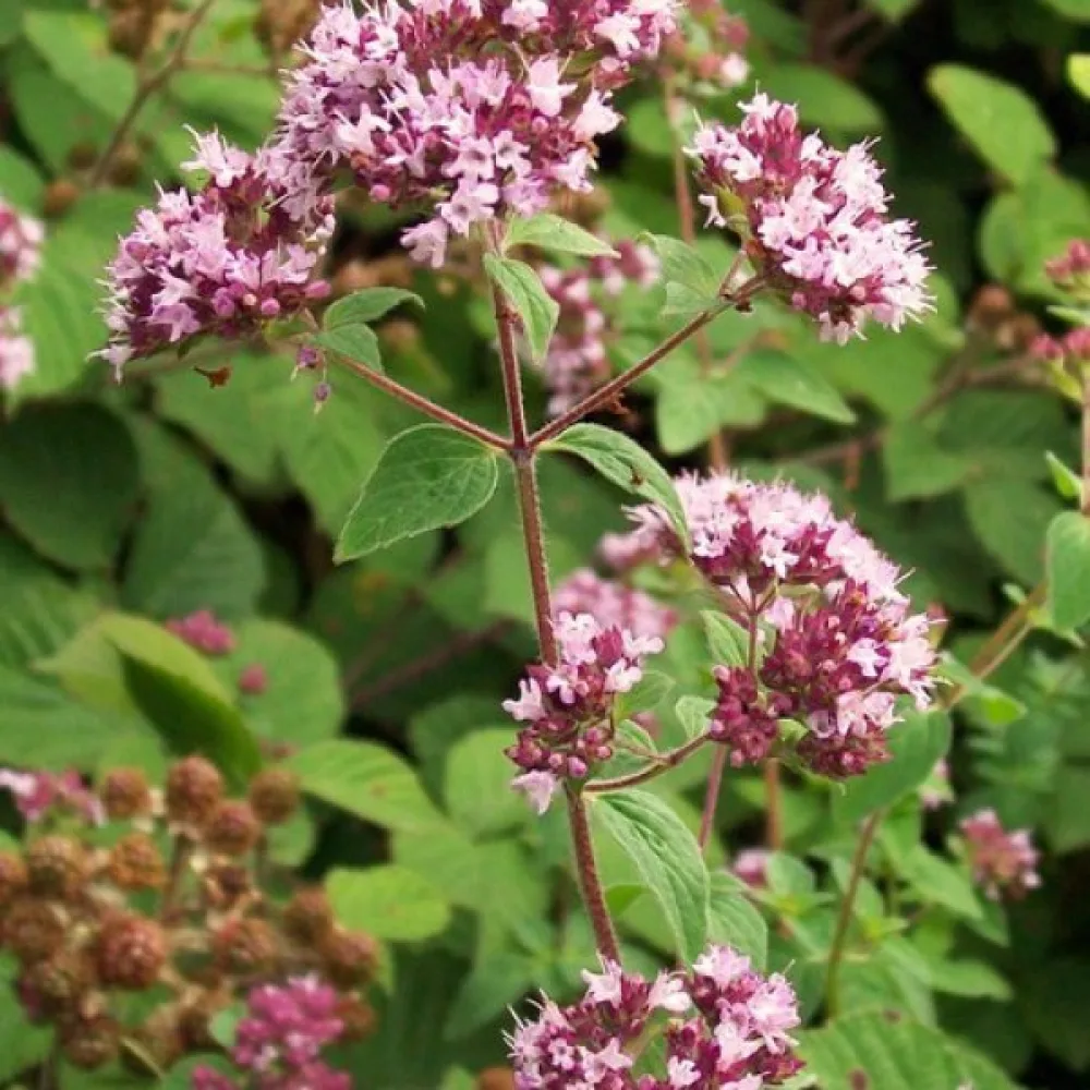Oregano
