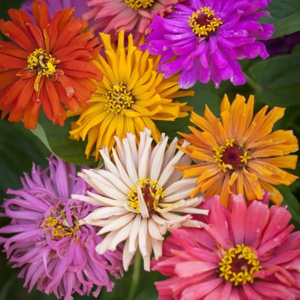 Tsinnia 'Burpeeana' (sekoitus)