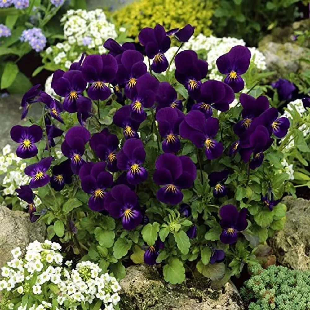 Tarhaorvokki 'King Henry'