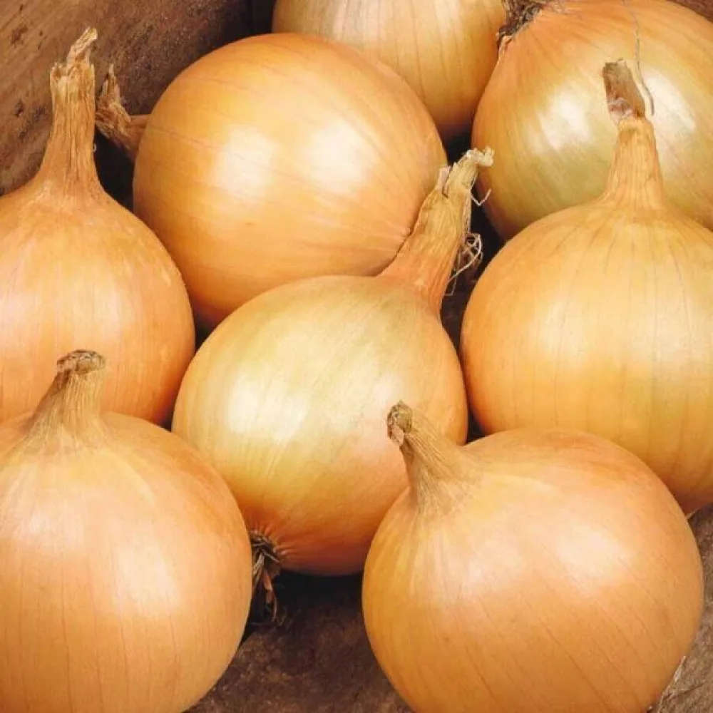 Ruokasipuli 'Rijnsburger 5'