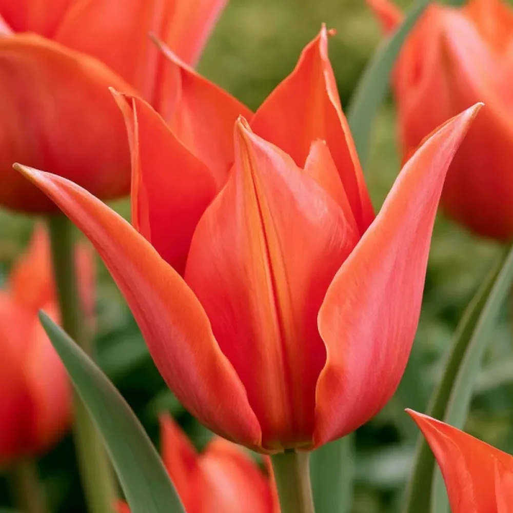 Tulppaani 'Rigas Barikades'