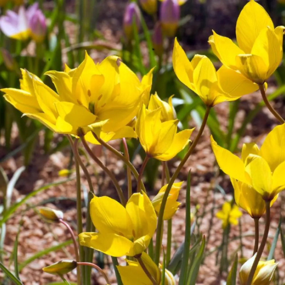 Tulppaani 'Sylvestris'