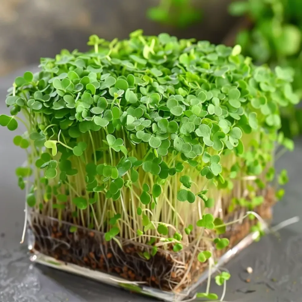 Rucola idätykseen