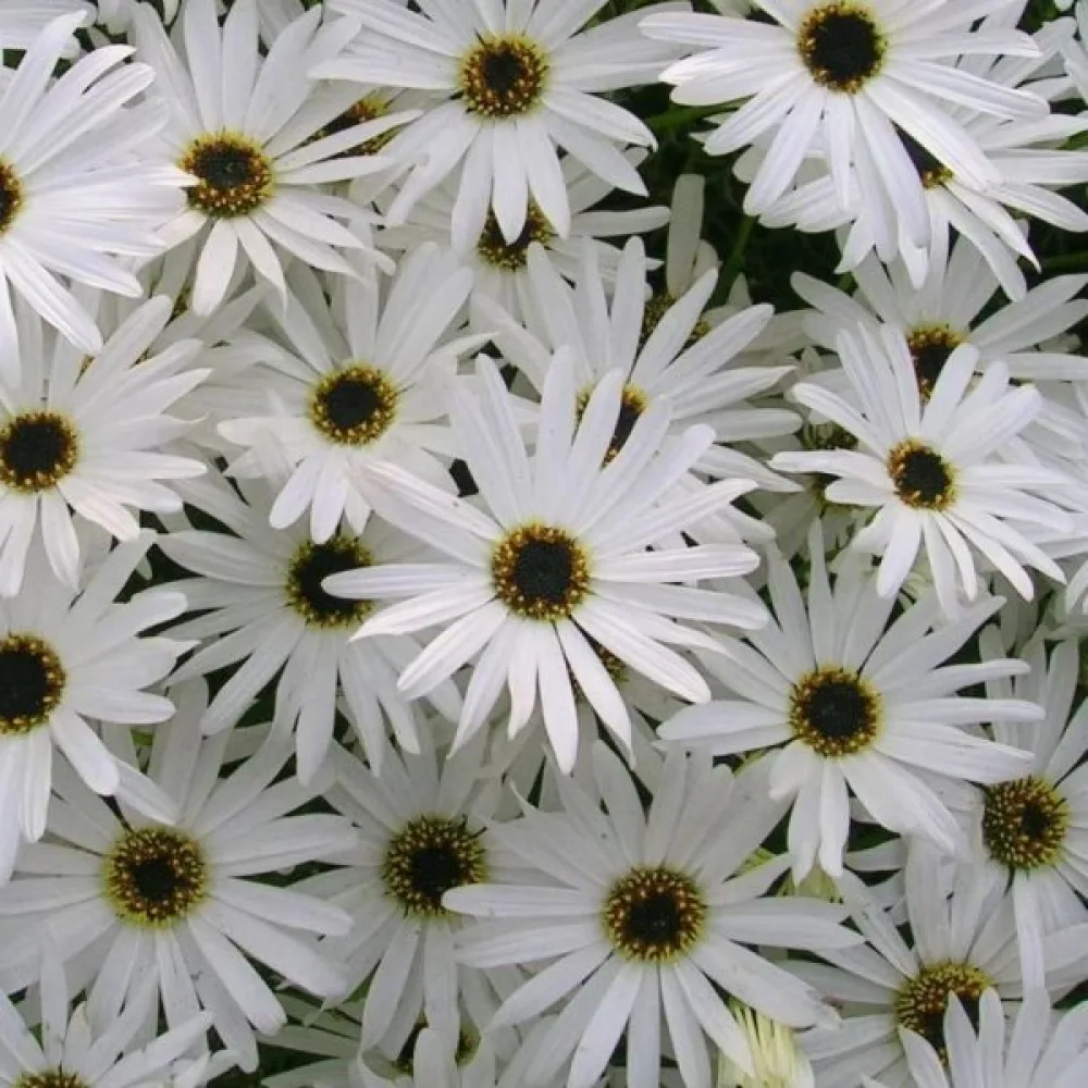 Brachyscome 'White Splendour'