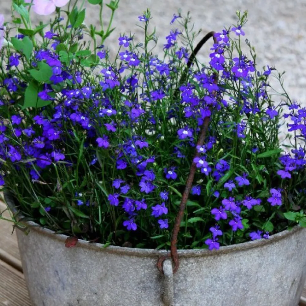 Sinilobelia 'Emperor William'