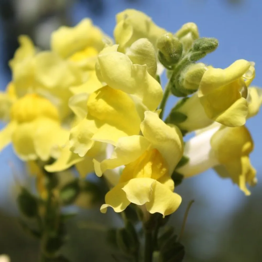 Leijonankita 'Canary Bird'