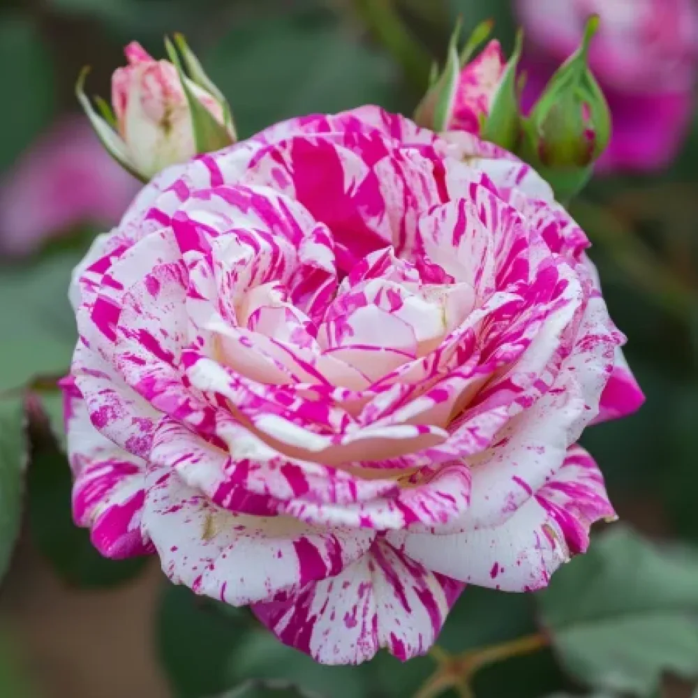 Ruusu 'Bologna Lavender' – paljasjuurinen
