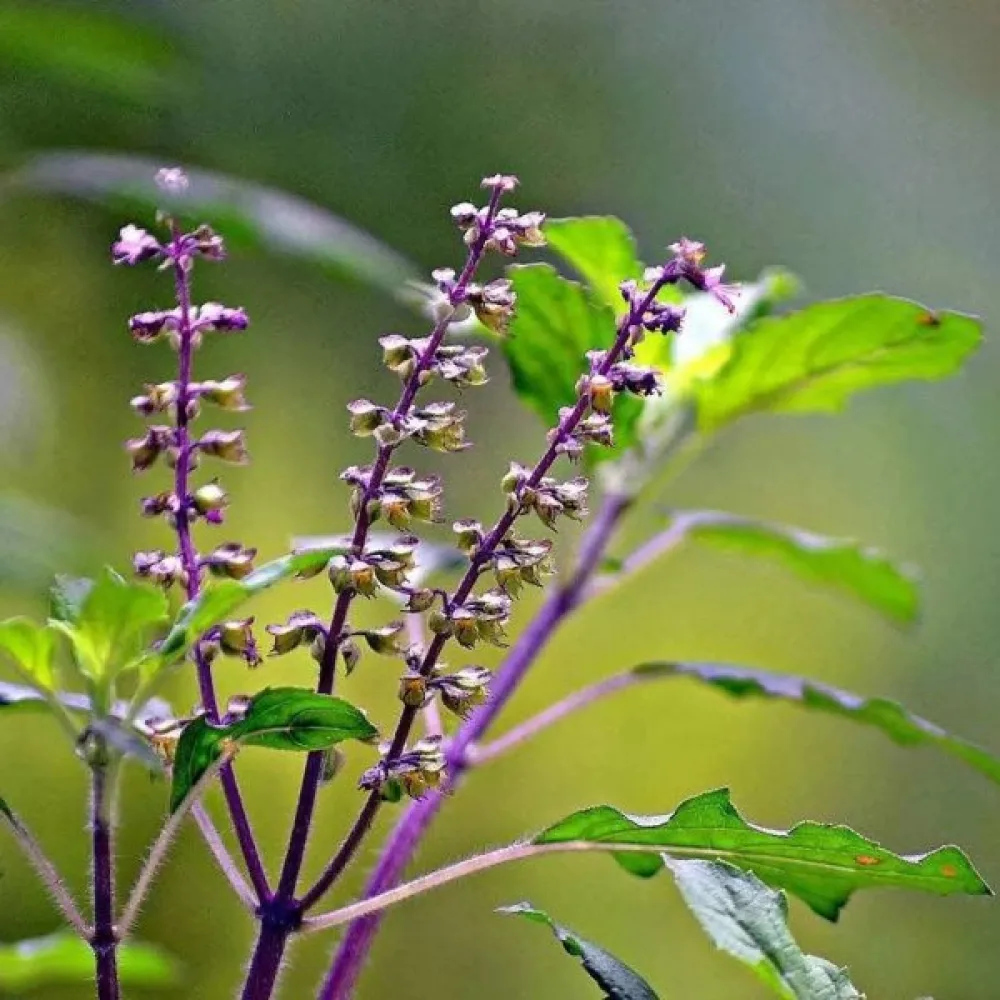 Pyhä basilika (tulsi)