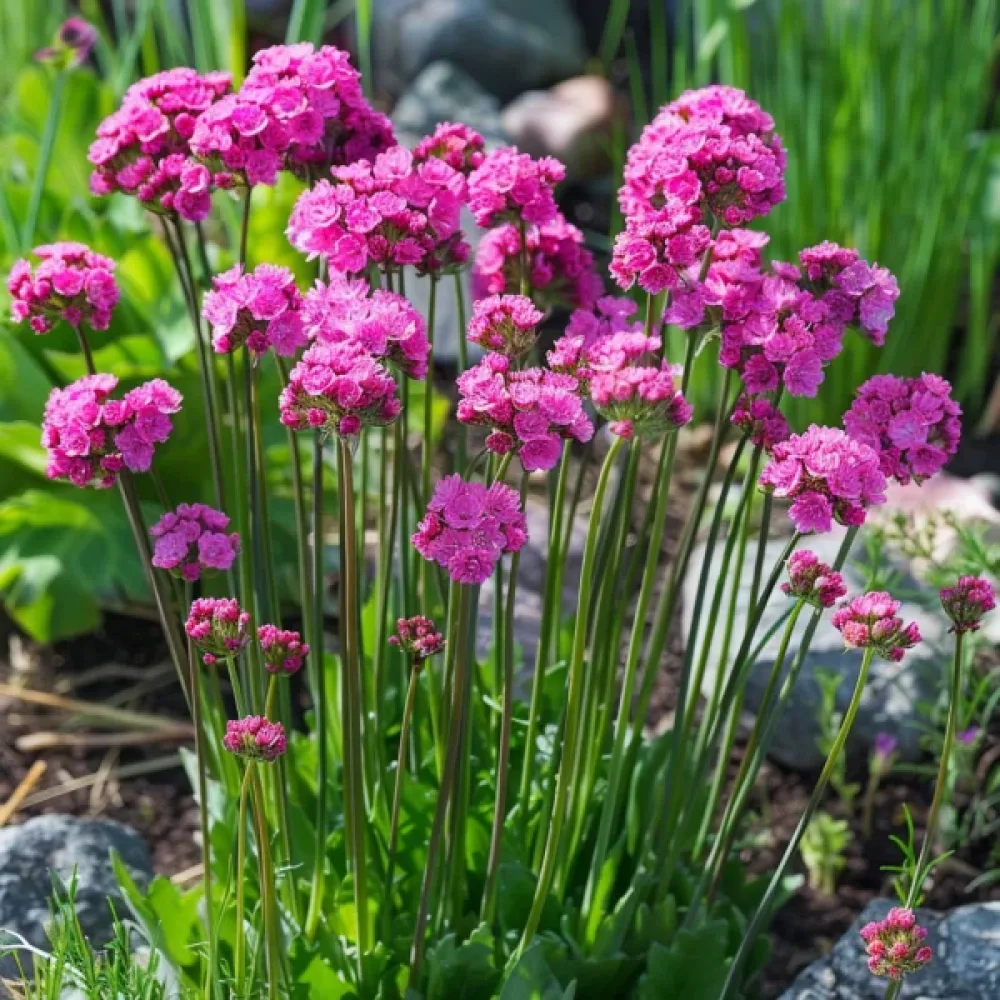 Merilukko 'Splendens Rose'