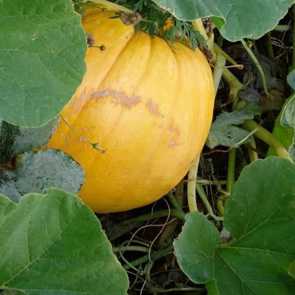 Kurpitsa 'Bambino'