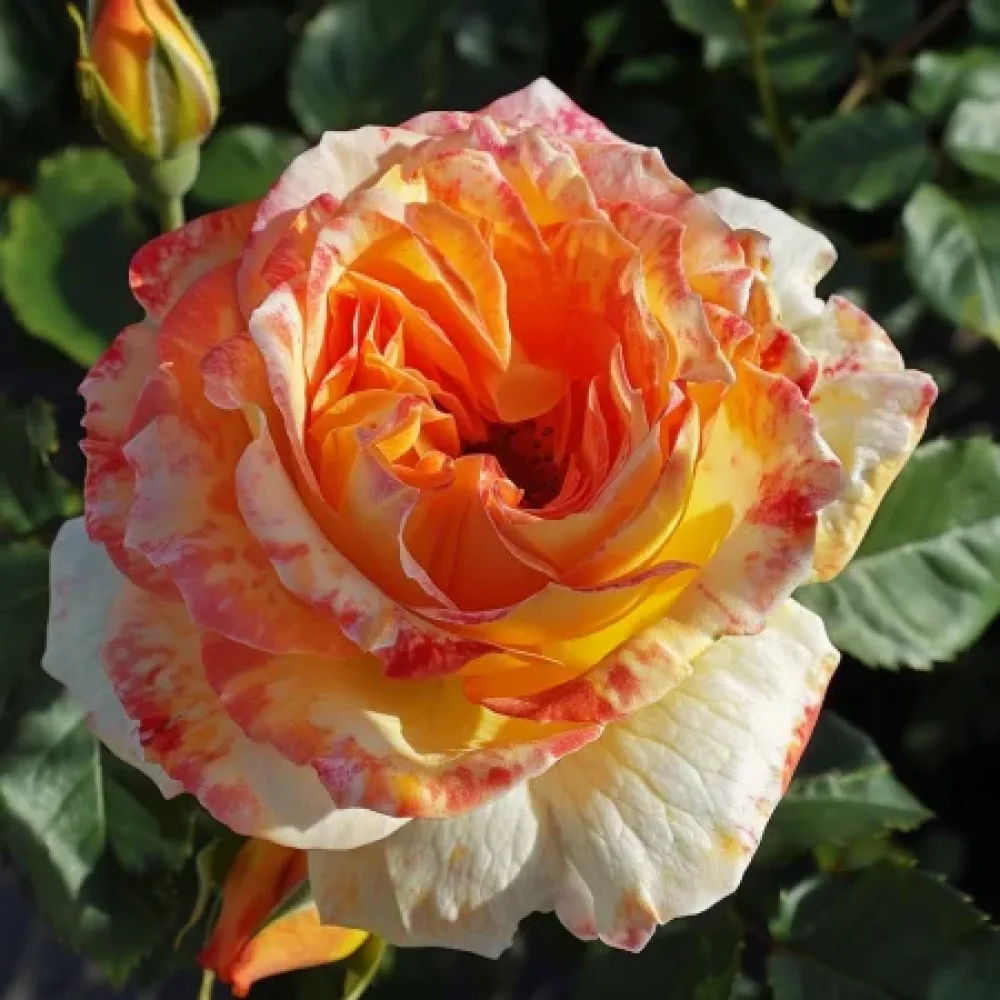 Ruusu 'Mango Glow' – paljasjuurinen