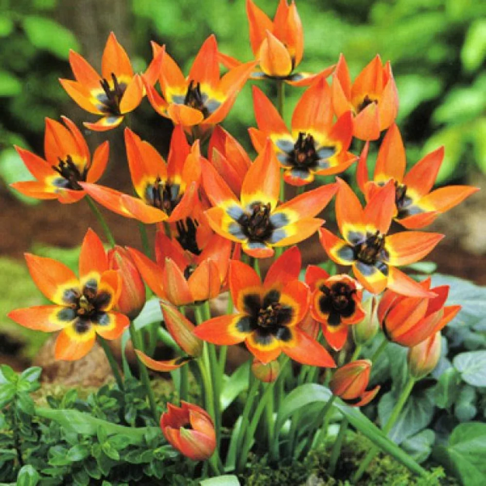 Tulppaani 'Little Princess'