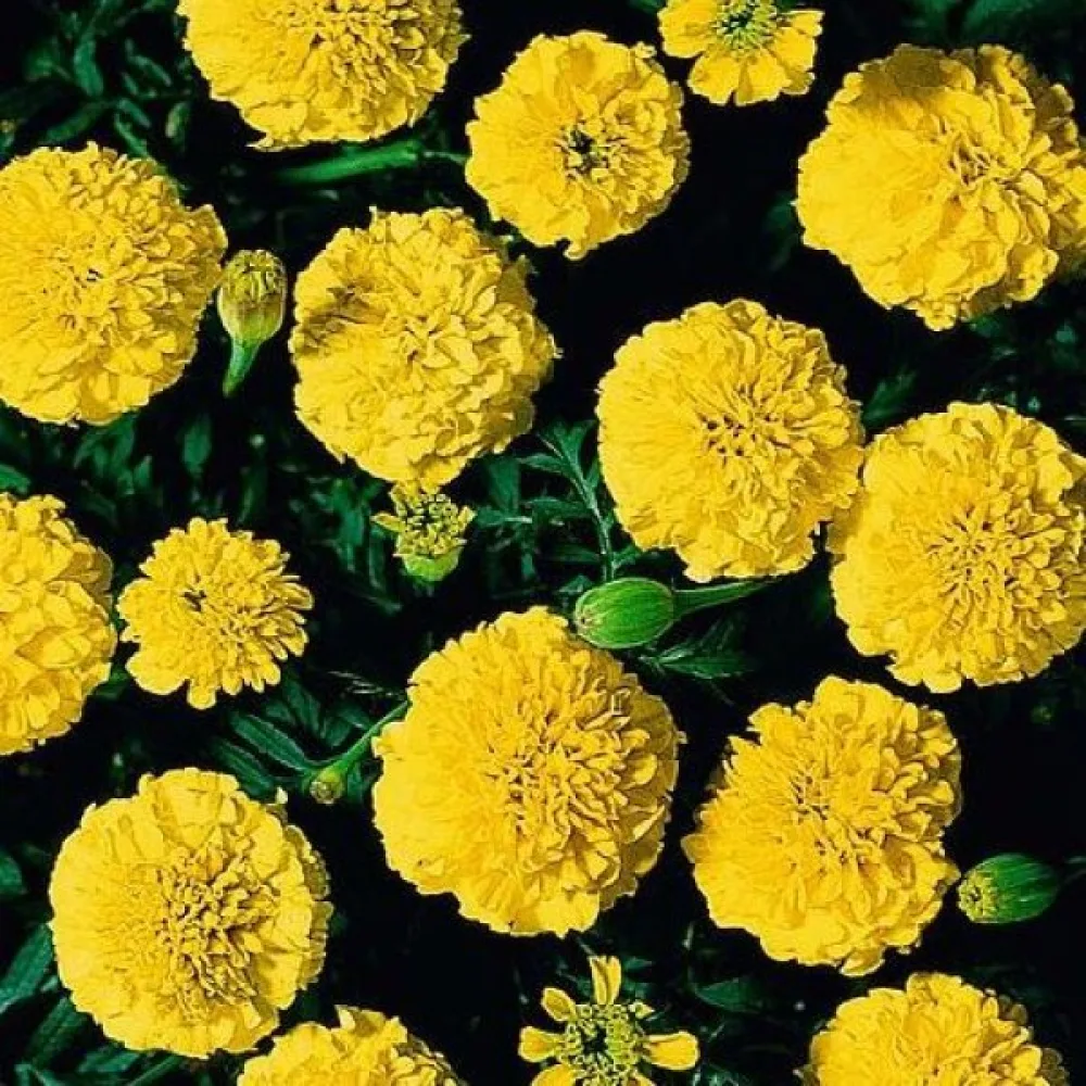 Ruusukesamettikukka 'Boy Yellow'
