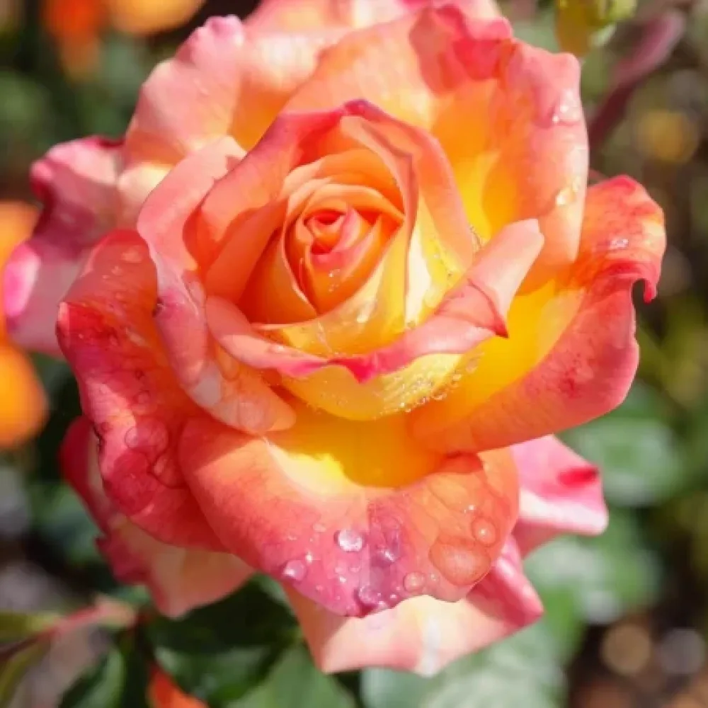 Ruusu 'Emerald Thrive' – paljasjuurinen