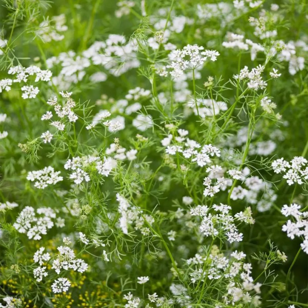 Korianteri – mikroversoiksi