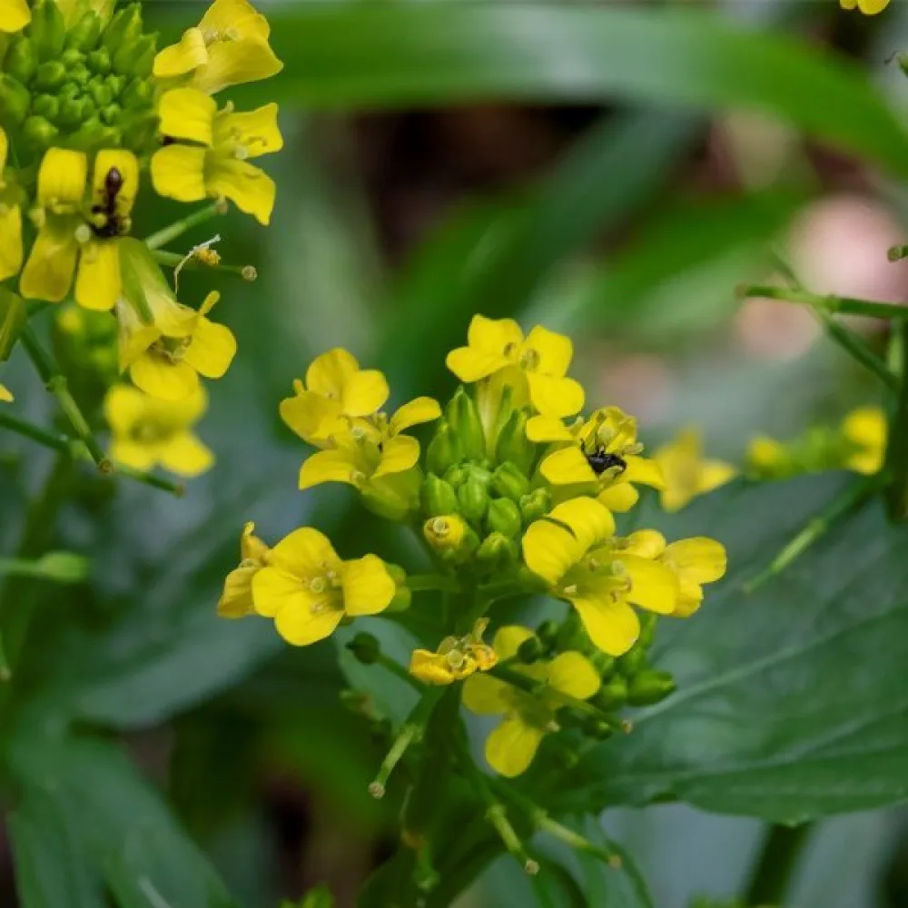 Peltokanankaali Barbarea vulgaris