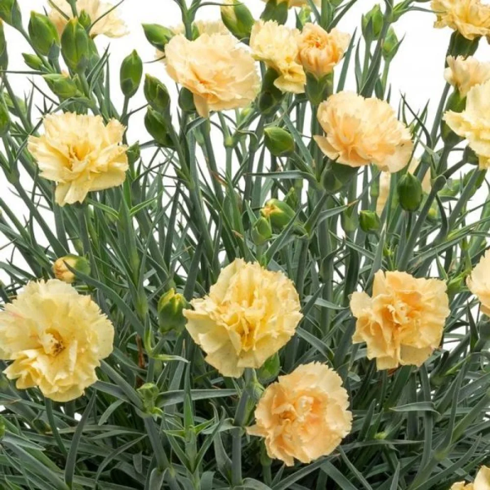Neilikka 'Grenadin' – keltainen