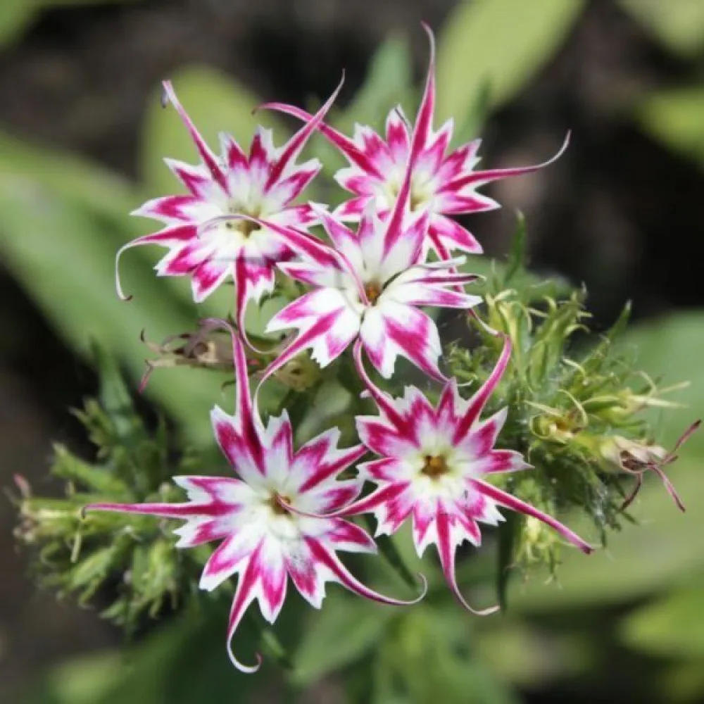 Kesäleimu 'Twinkles', matala sekoitus