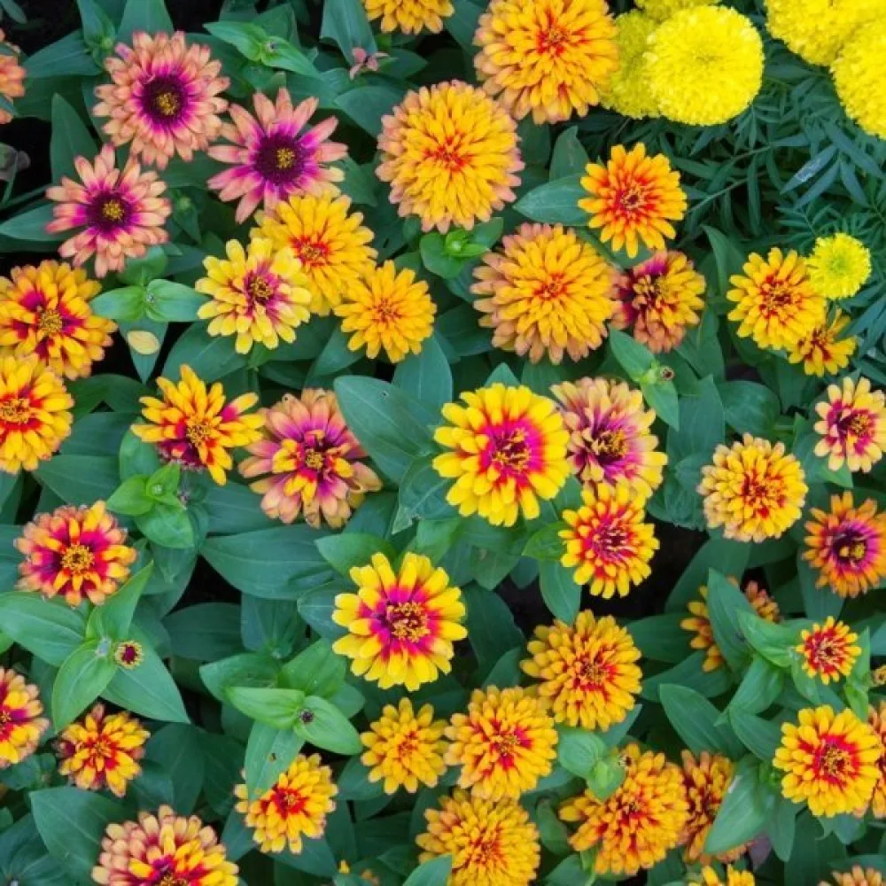 Tsinnia 'Caroussel' (sekoitus)