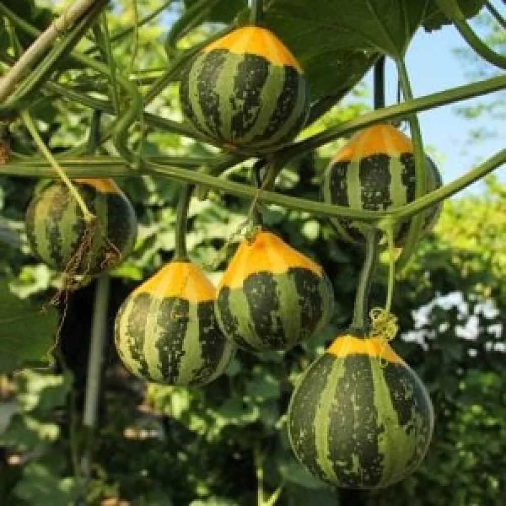 Kurpitsa 'Ball Bicolour'