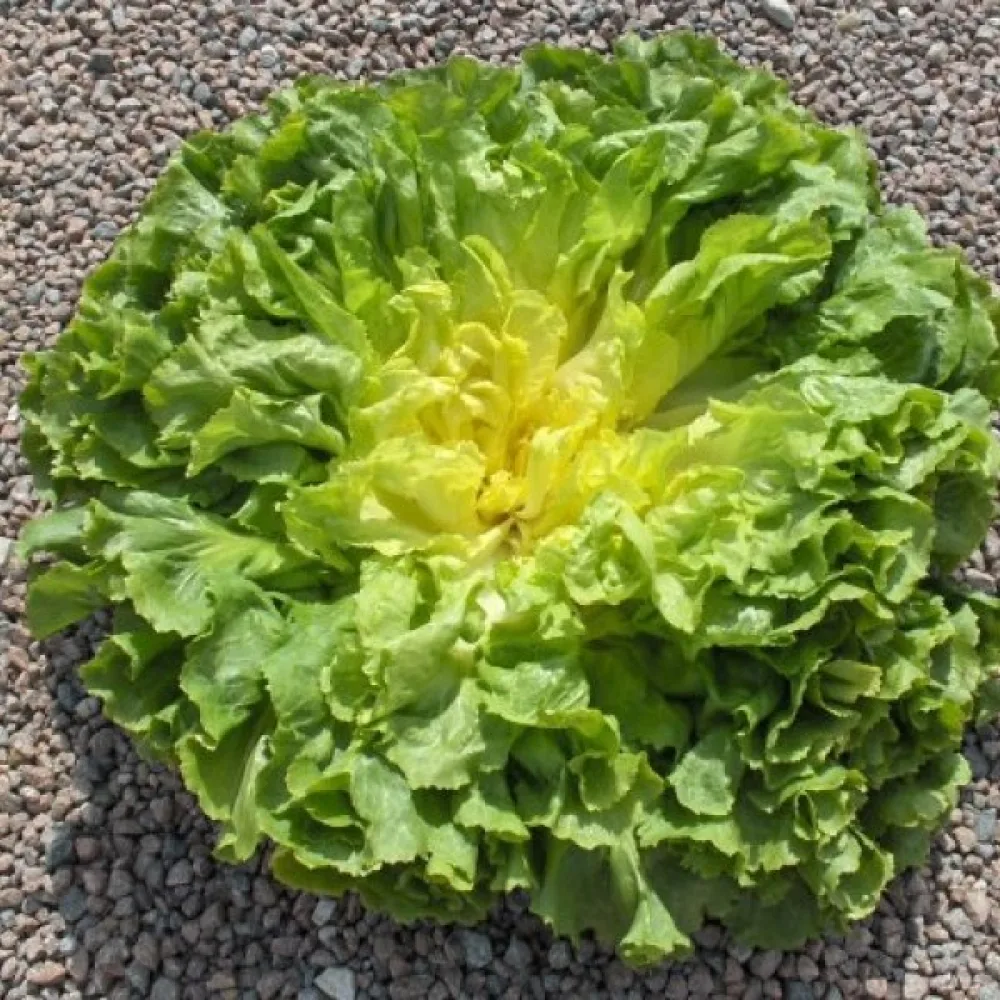 Endiivi 'Geante'