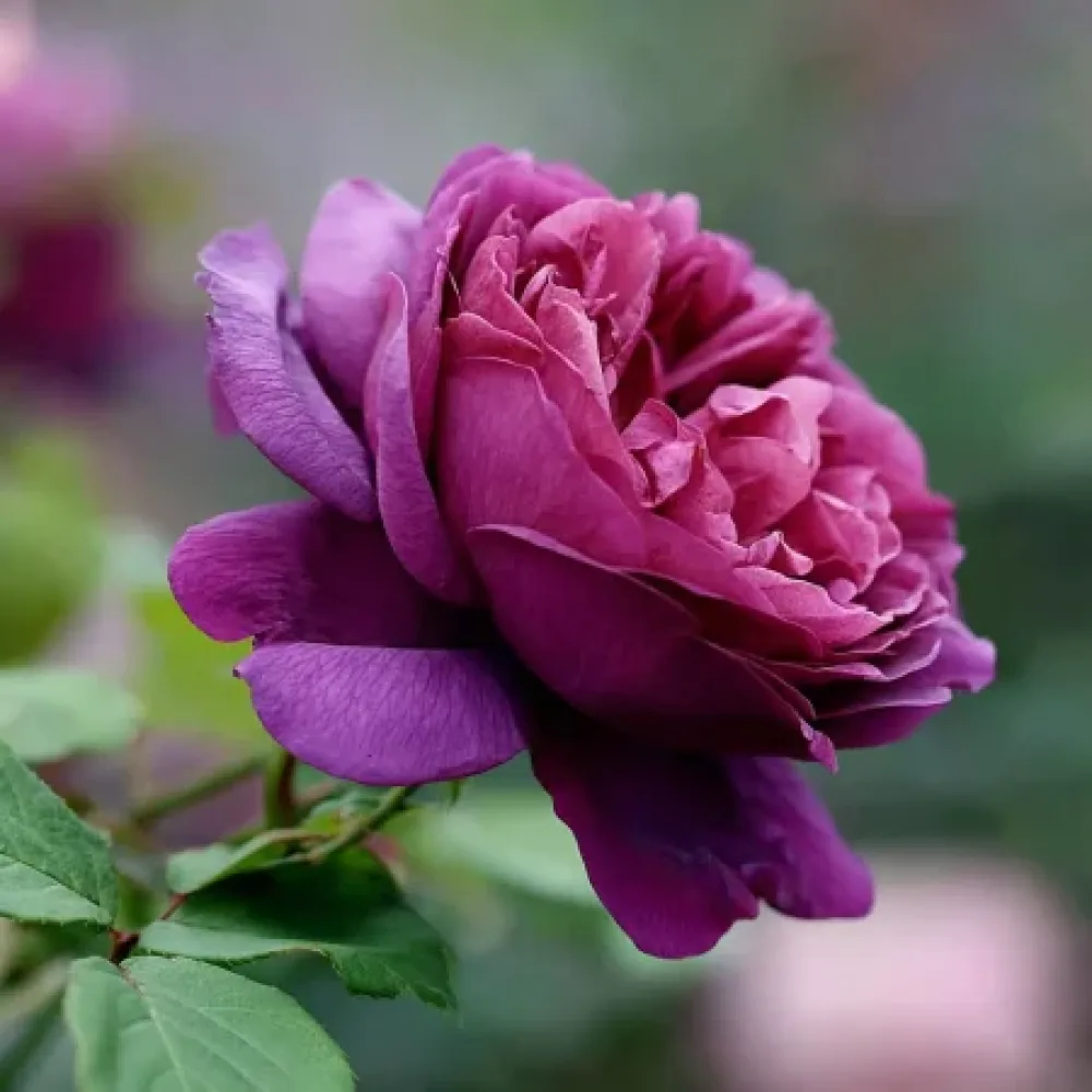 Ruusu 'Purple Harmony' – paljasjuurinen