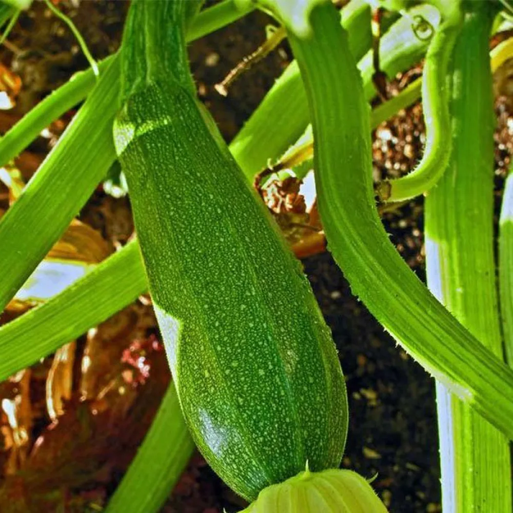 Kesäkurpitsa 'Zuboda'