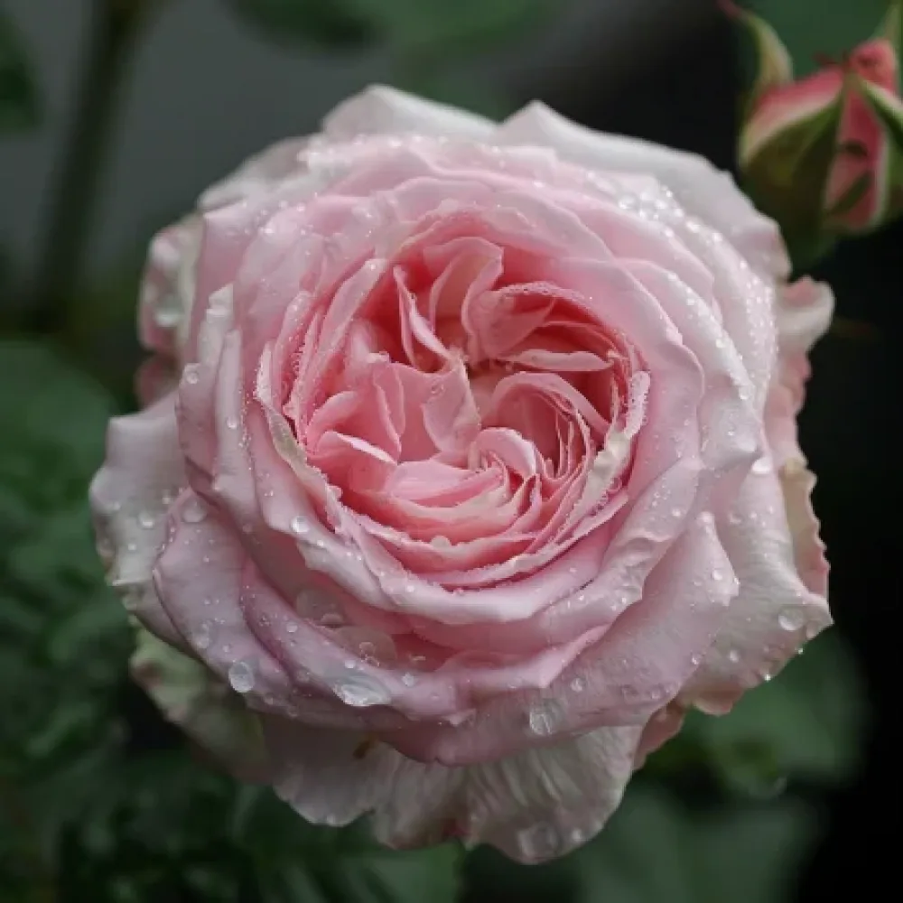 Ruusu 'Lightflora' – paljasjuurinen