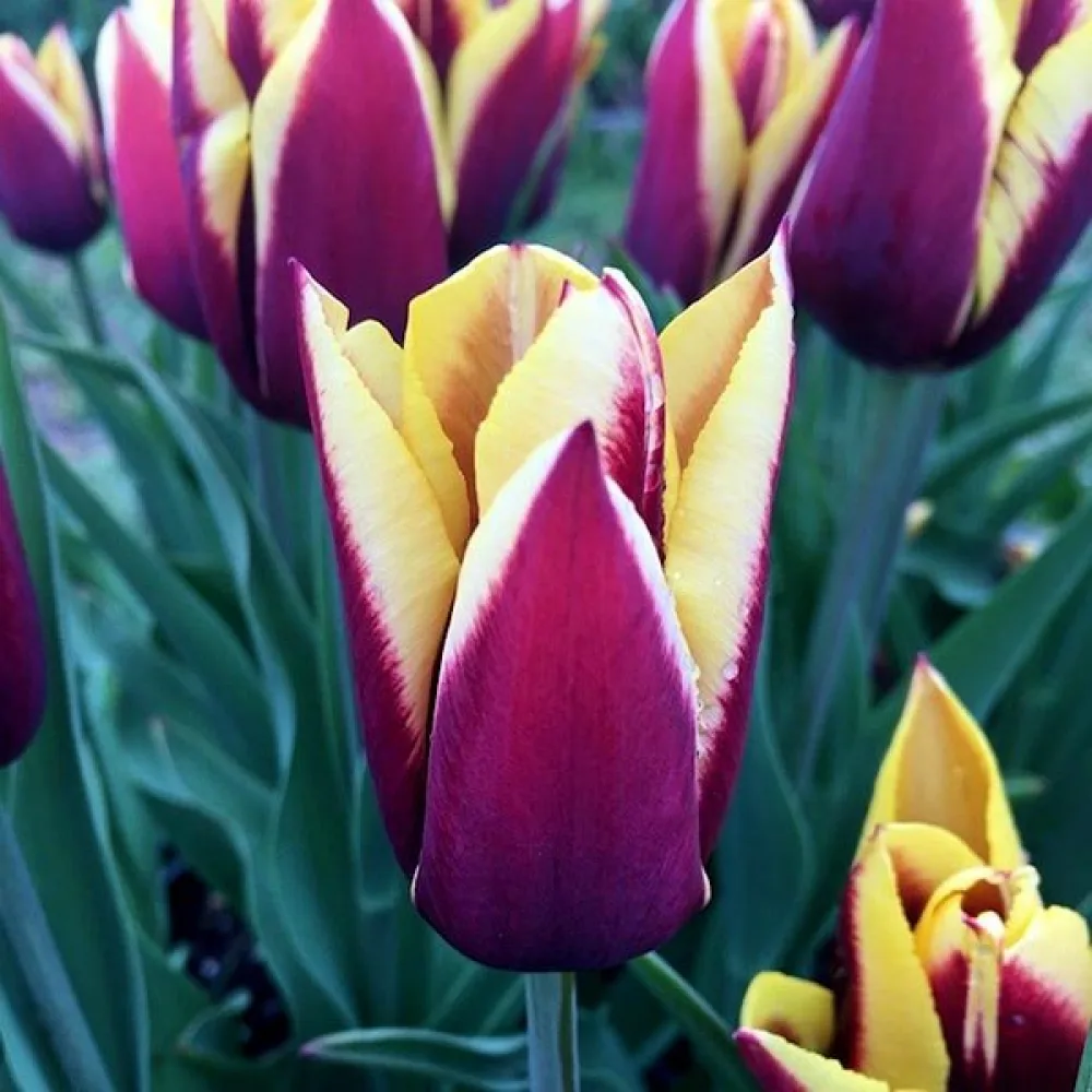 Tulppaani 'Gavota'