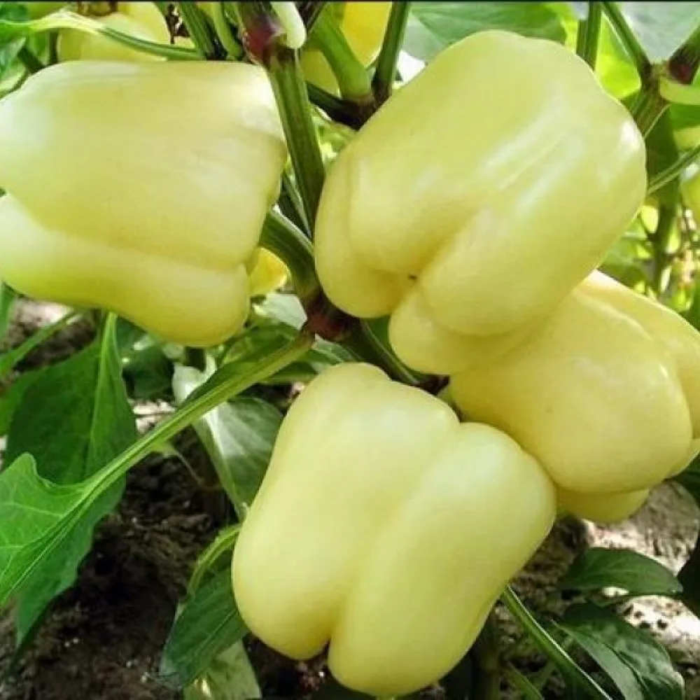 Paprika 'Soroksari'