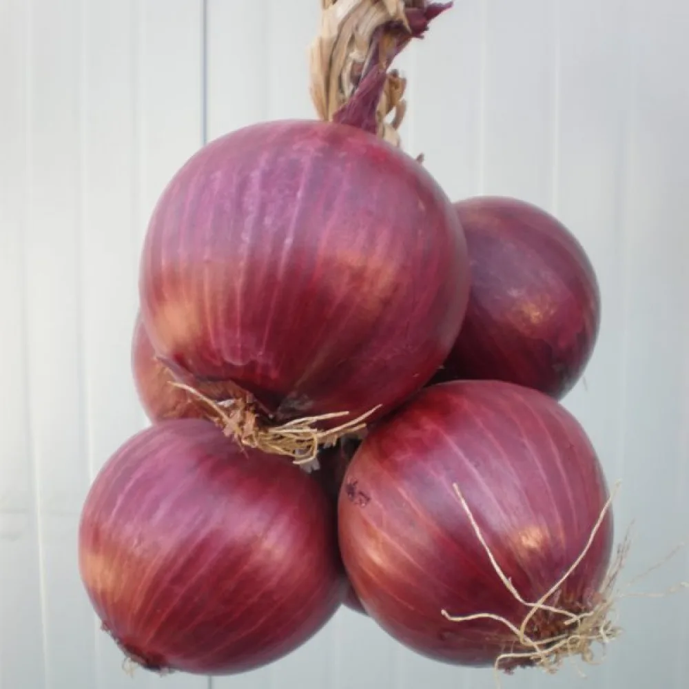 Ruokasipuli 'Erlane'