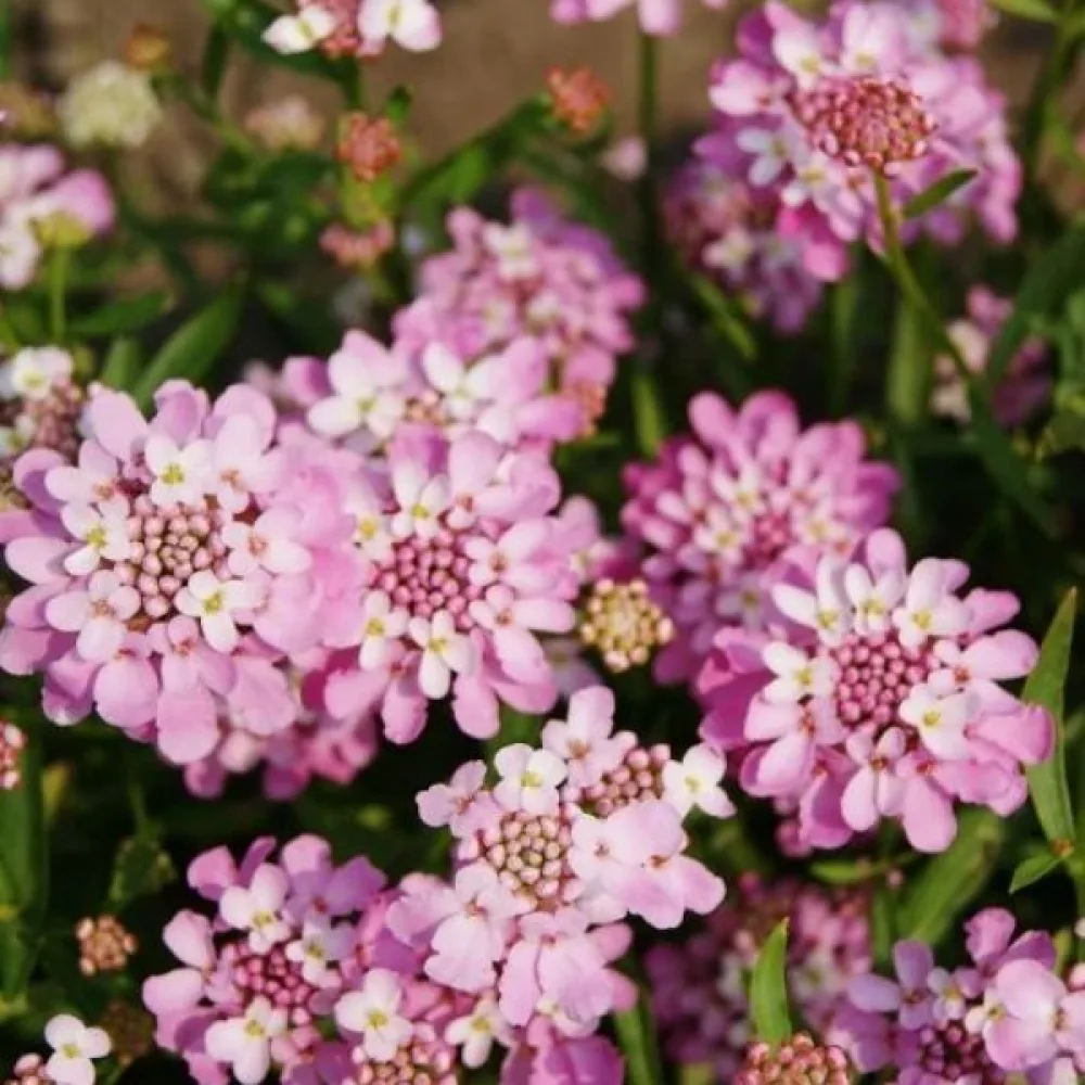 Sarjaiberis 'Rose Cardinal' – kirkkaanroosa