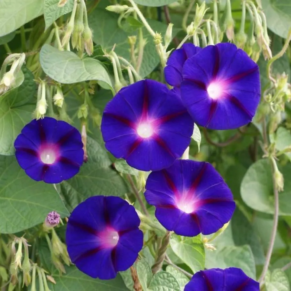 Elämänlanka 'Grandpa Ott' – violetti