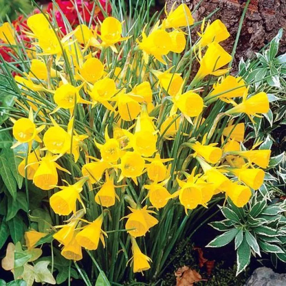 Narsissi bulbocodium 'Golden Bells'