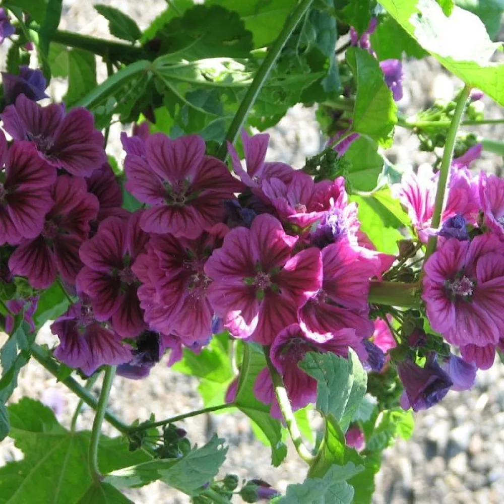 Metsämalva