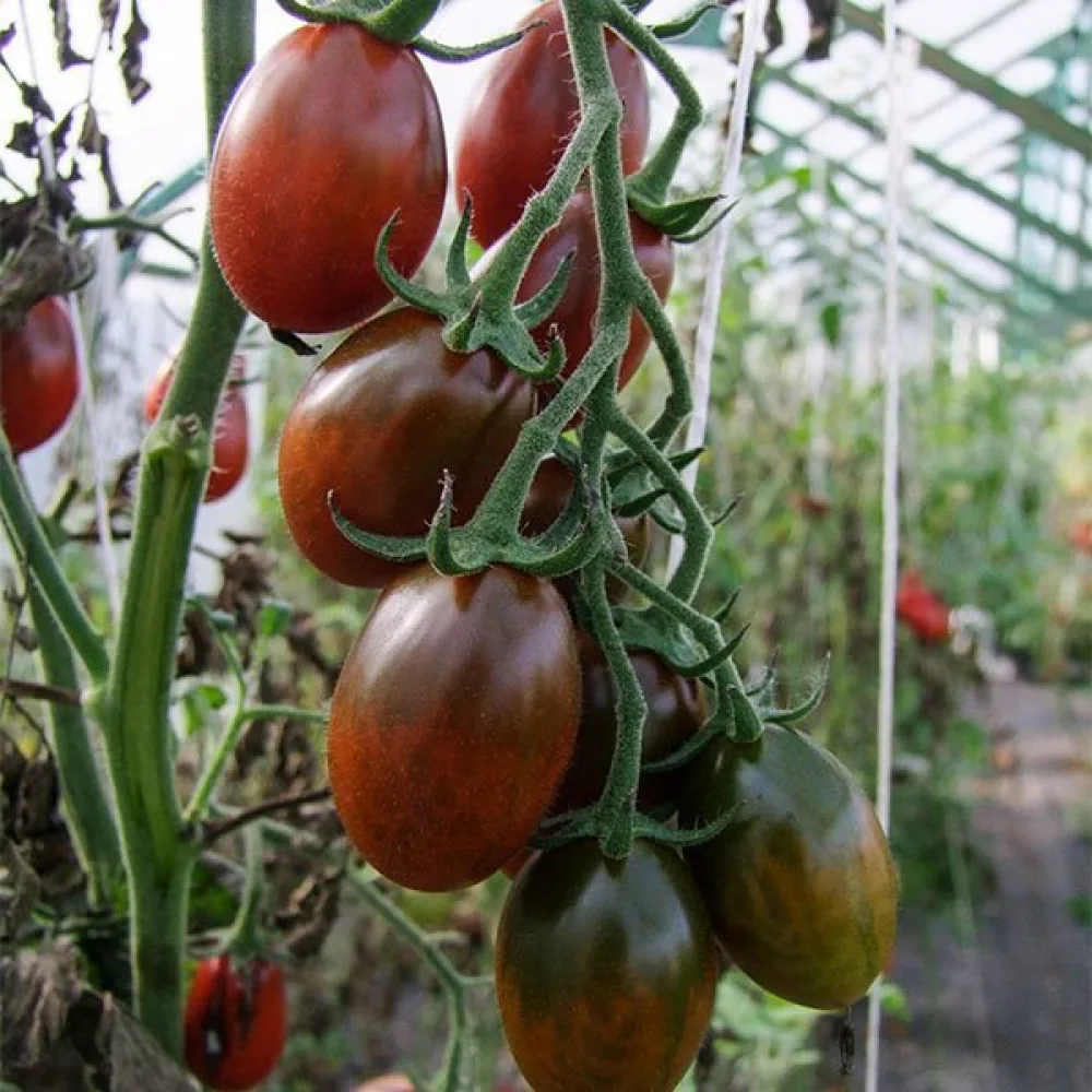 Kirsikkatomaatti 'Black Plum'