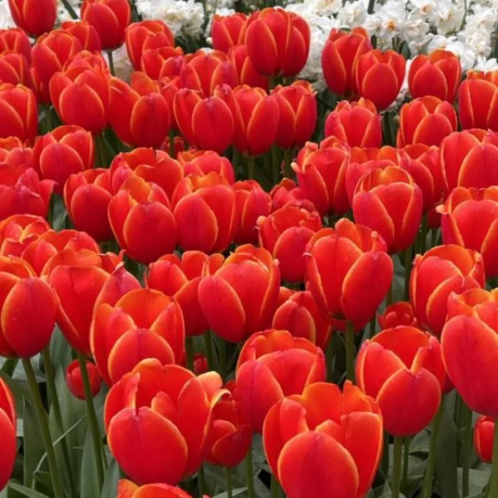 Tulppaani 'Worlds Favourite'
