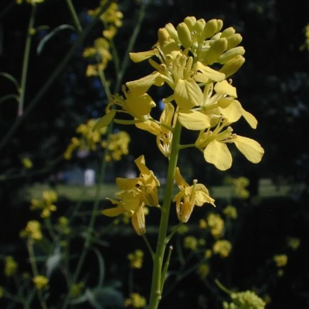 Mustasinappi Brassica nigra