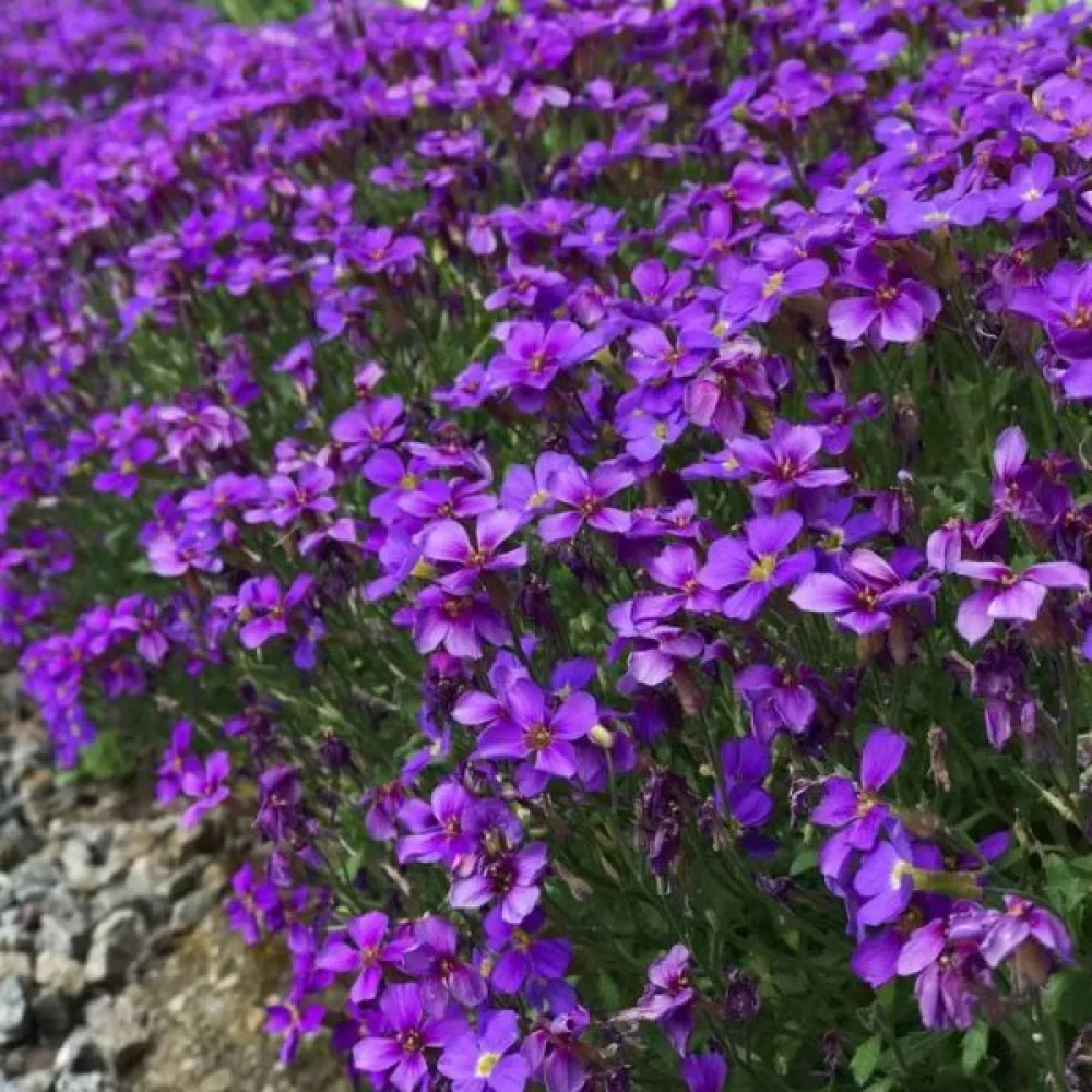 Aubrietia 'Whitewell Gem'