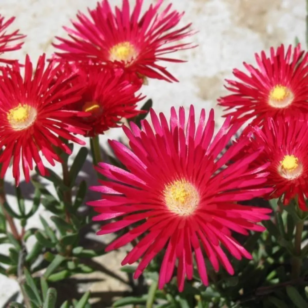 Keskipäivänkukka Dorotheanthus bellidiformis, punainen