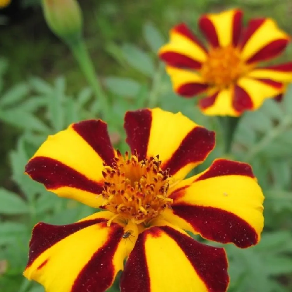 Ruusukesamettikukka 'Mrs Majesty'
