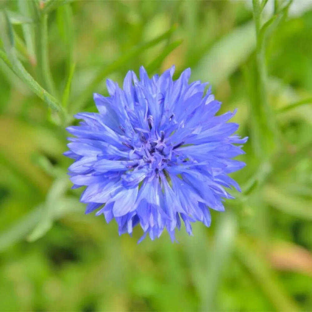 Ruiskaunokki 'Blue Ball', sininen