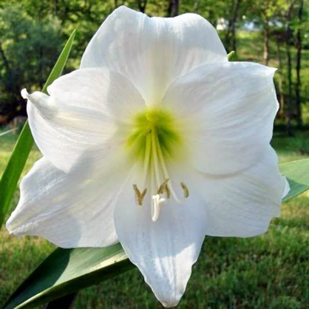 Ritarinkukka 'MONT BLANC'