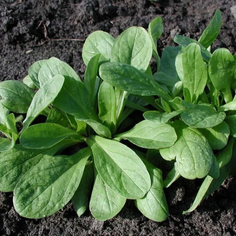 Vuonankaali 'Grote Noordhollandse'