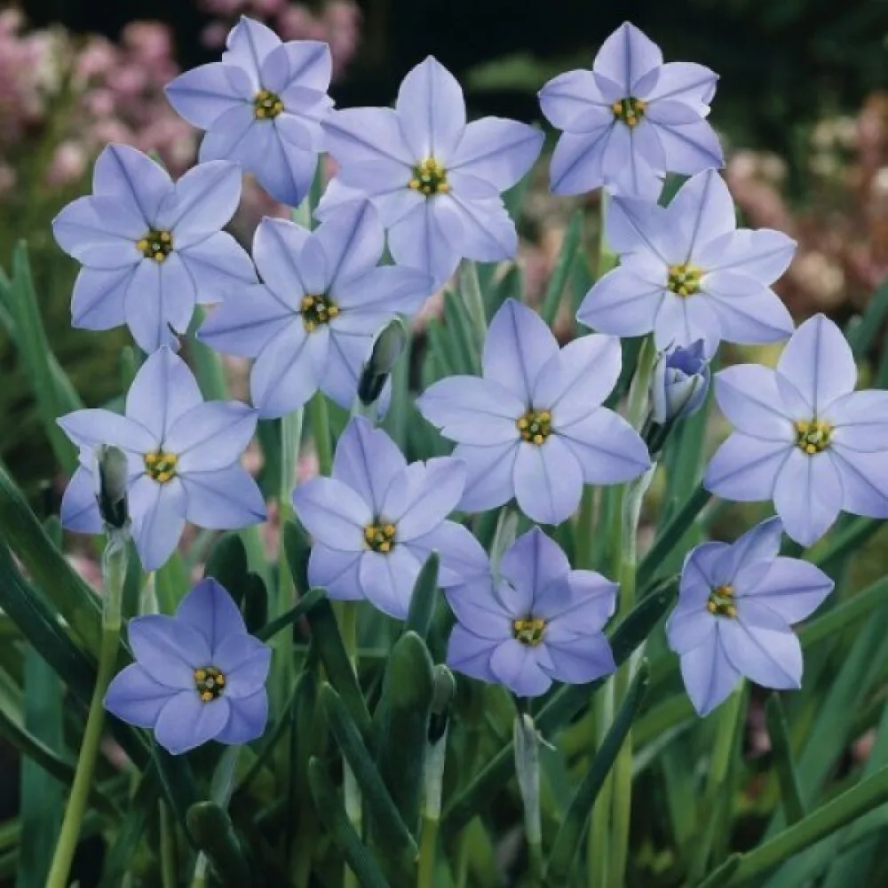 Tähtililja Ipheion uniflorum