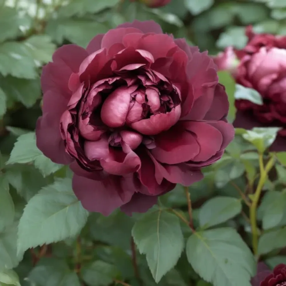 Ruusu 'Dark Ambrosia' – paljasjuurinen