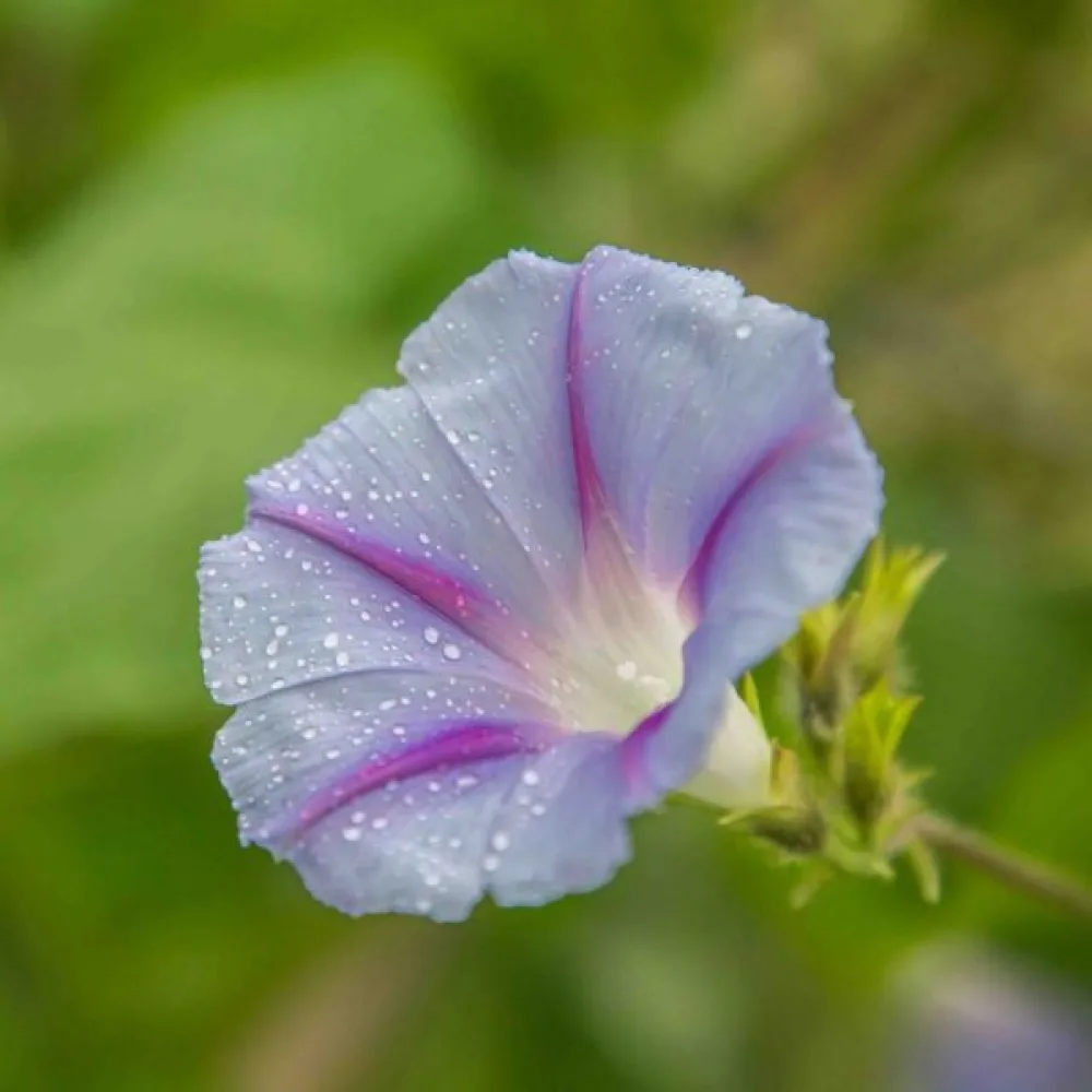 Elämänlanka 'Caprice'