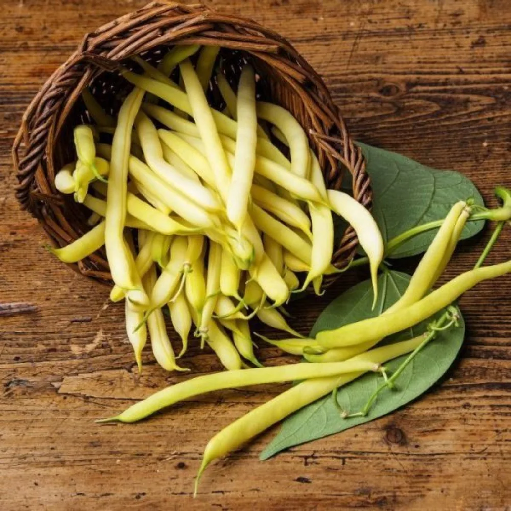 Salkopapu 'Neckargold'