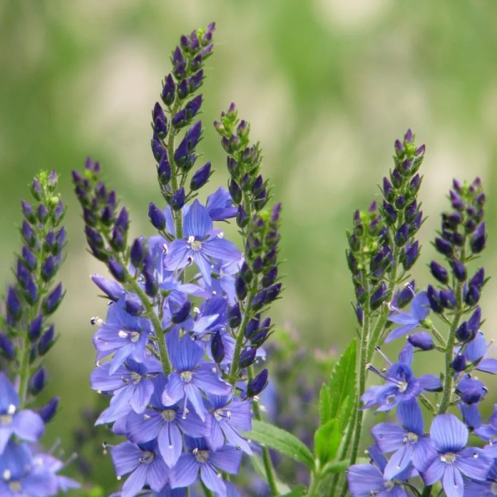 Tähkätädyke 'Royal Blue'
